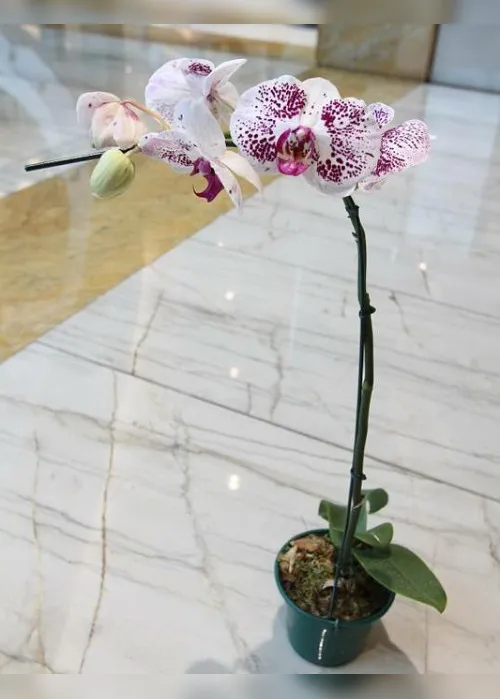 Imagem ilustrativa da imagem Exposição de orquídeas em shopping de Vila Velha