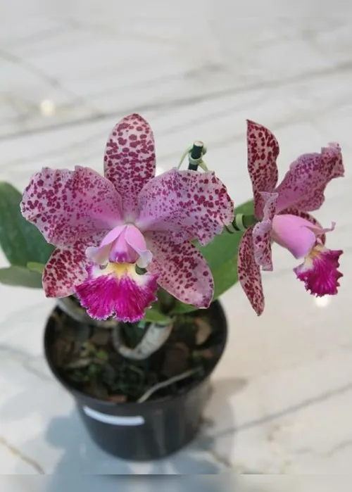 Imagem ilustrativa da imagem Exposição de orquídeas em shopping de Vila Velha