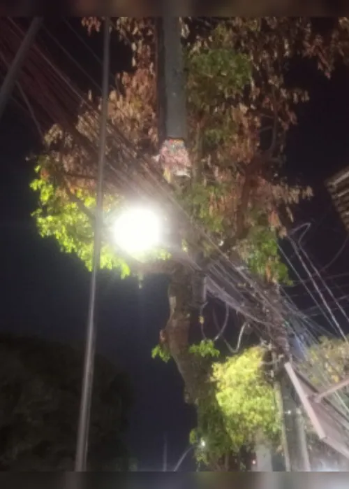 Imagem ilustrativa da imagem Homem é preso após subir em árvore e furtar 20 kg de fios em Vitória