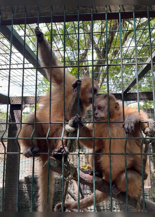 Imagem ilustrativa da imagem Macacos-prego são retirados do Parque 13 de Maio