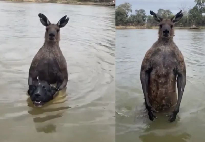 Australiano "briga" com canguru para salvar cachorro