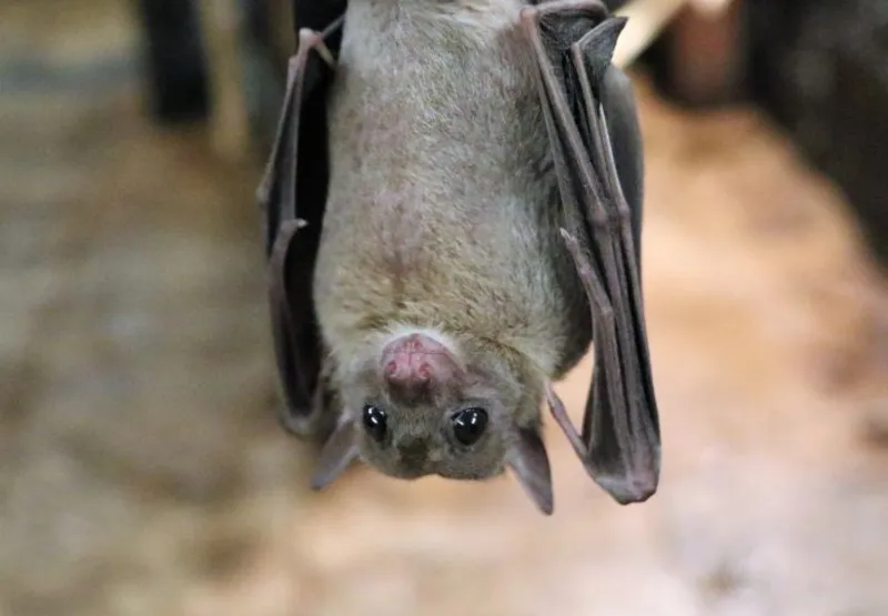 Após regatar morcego, Danielly ficou sob observação por algumas semanas e todos os seus vizinhos também foram avisados e monitorizados