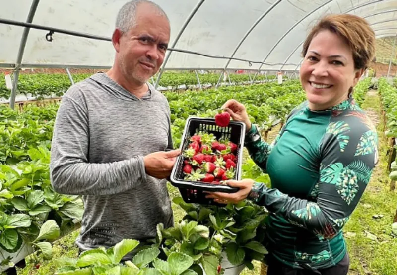 Duclen da Rocha e Gerusa Santana plantaram 2.400 mudas de morango