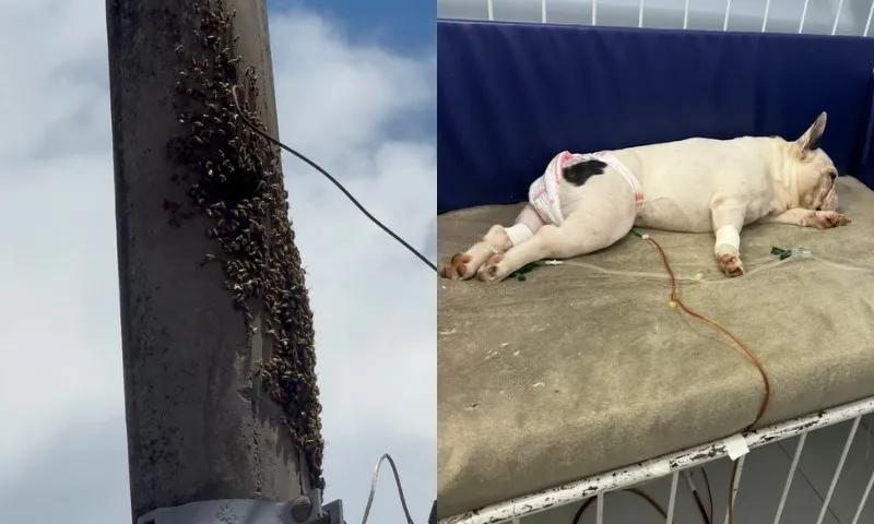 Imagem ilustrativa da imagem Ataque de abelhas em Jardim Camburi deixa um homem e dois cachorros feridos