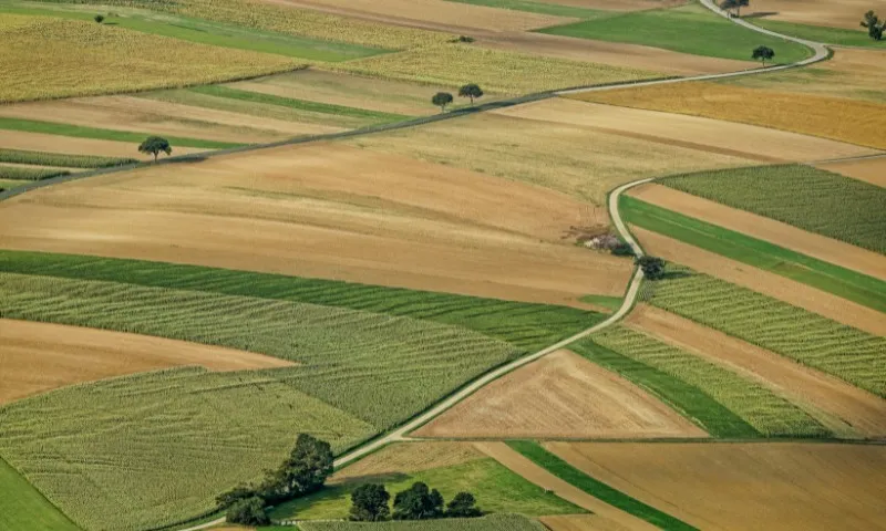 Imagem ilustrativa da imagem Chuvas afetam produção de produtos agrícolas no ES
