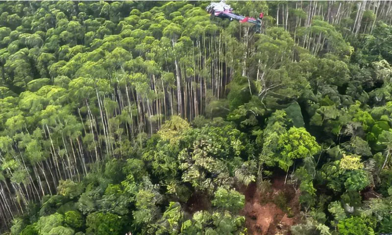 Imagem ilustrativa da imagem Danos em topos de árvore indicam queda acentuada de helicóptero, diz especialista