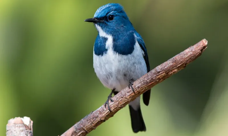 Imagem ilustrativa da imagem Decisão mantém suspensão de eventos com aves por mais 180 dias no ES