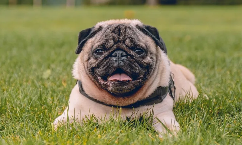 Imagem ilustrativa da imagem Homem é preso após furtar cachorro da prima e pedir recompensa