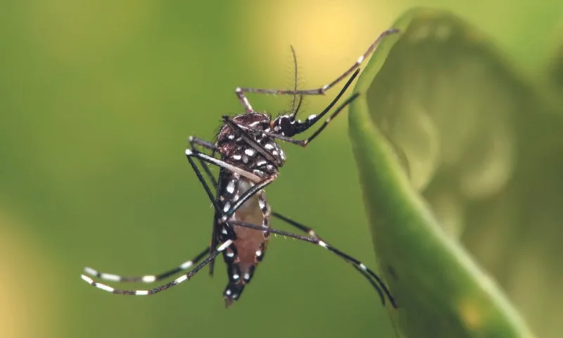 Imagem ilustrativa da imagem País corre risco de ter epidemia de dengue