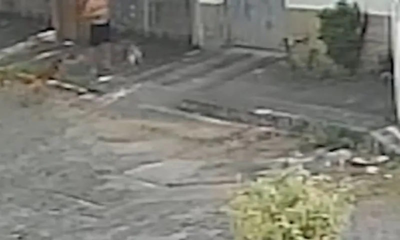 Imagem ilustrativa da imagem Pastor-belga ataca e mata cadela da raça shih-tzu em Vila Velha