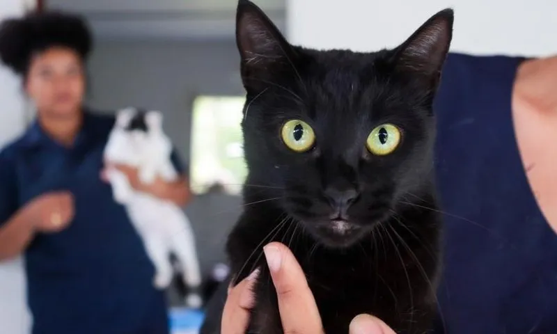 Imagem ilustrativa da imagem Serra promove feira de adoção de pets no Parque da Cidade