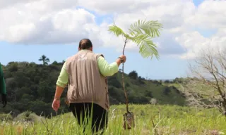 Imagem ilustrativa da imagem Suape amplia área verde com plantio de 70 hectares de Mata Atlântica