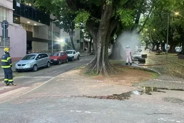Imagem ilustrativa da imagem Ataque de abelhas deixa dois feridos durante bloco em BH