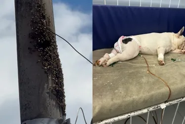 Imagem ilustrativa da imagem Ataque de abelhas em Jardim Camburi deixa um homem e dois cachorros feridos
