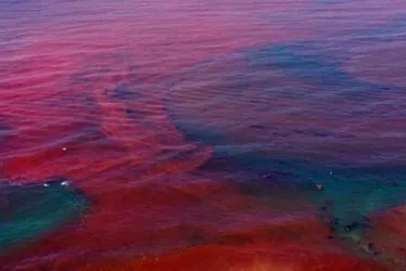 Imagem ilustrativa da imagem Biólogos alertam sobre Maré Vermelha em praias de Pernambuco