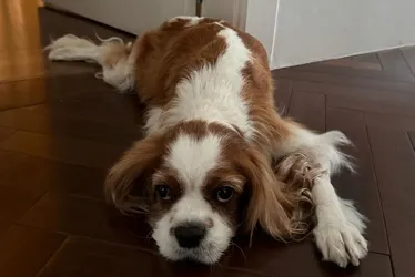 Imagem ilustrativa da imagem Cachorro de Rubinho Barrichello morre após comer onze bitucas de cigarro