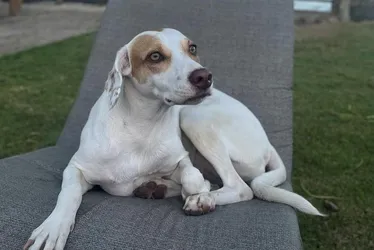 Imagem ilustrativa da imagem Cadela Nala volta para casa após ser "encontrada por bebê" no Espírito Santo