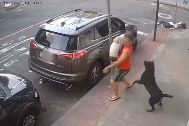 Imagem ilustrativa da imagem Cães rottweilers atacam homem que passeava com cachorro na Praia do Suá