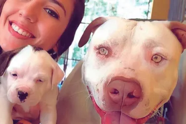Imagem ilustrativa da imagem Cão envenenado em João Neiva: morte de pitbull pode dar 5 anos de prisão