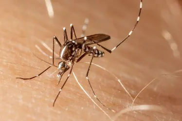 Imagem ilustrativa da imagem Casos de dengue dobram no Sudeste em um ano, com explosão no ES
