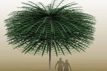 Imagem ilustrativa da imagem Cientistas acham rara árvore com folhas de 350 milhões de anos
