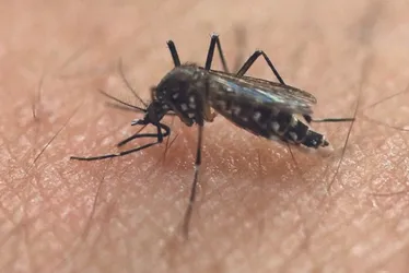 Imagem ilustrativa da imagem Circulação de dengue tipo 3 no ES já preocupa, diz secretário