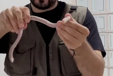 Imagem ilustrativa da imagem Cobra com duas cabeças é capturada em clínica médica em SC