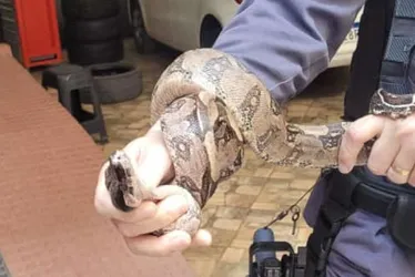 Imagem ilustrativa da imagem Cobra é resgatada em motor de carro no ES