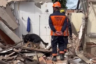 Imagem ilustrativa da imagem Corpo de Bombeiros utiliza cadela para fazer buscas em área onde casa desabou