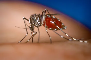 Imagem ilustrativa da imagem Crescem casos de dengue em Pernambuco: maior incidência é entre pessoas pardas