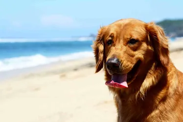 Imagem ilustrativa da imagem Cuidados com os pets durante o verão