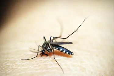 Imagem ilustrativa da imagem Dengue é mais perigosa para as grávidas, dizem médicos