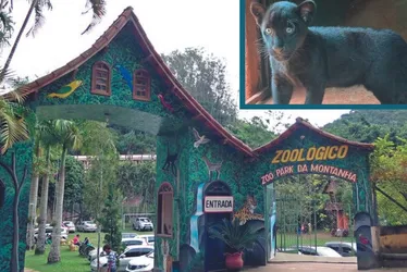 Imagem ilustrativa da imagem Depois de susto e ataque, oncinha Juma encanta em zoológico