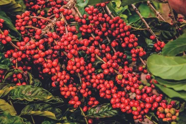 Imagem ilustrativa da imagem Espírito Santo tira vantagem de Minas Gerais na cafeicultura