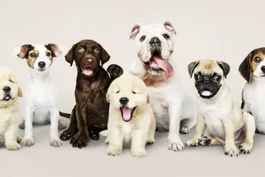 Imagem ilustrativa da imagem Estudo mostra raças de cães que vivem mais tempo