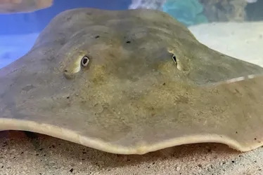 Imagem ilustrativa da imagem Gravidez de arraia sem contato com macho surpreende em aquário dos EUA