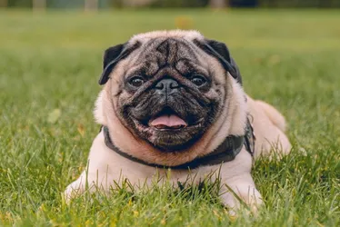 Imagem ilustrativa da imagem Homem é preso após furtar cachorro da prima e pedir recompensa
