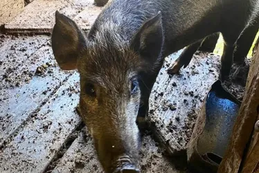 Imagem ilustrativa da imagem Javalis são apreendidos em criação ilegal em Santa Catarina