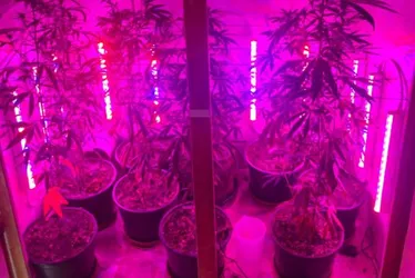 Imagem ilustrativa da imagem Maconha e haxixe são apreendidos em investigação de envio de drogas pelos Correios