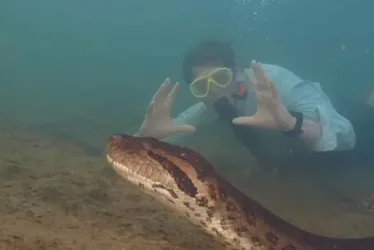 Imagem ilustrativa da imagem Maior sucuri do mundo na Amazônia