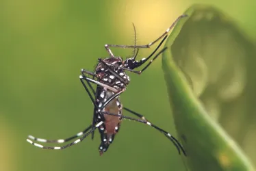 Imagem ilustrativa da imagem País corre risco de ter epidemia de dengue
