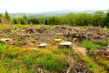 
          Imagem ilustrativa da imagem Pará continua a liderar o desmatamento no Brasil
          