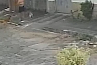 Imagem ilustrativa da imagem Pastor-belga ataca e mata cadela da raça shih-tzu em Vila Velha
