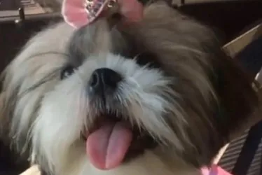 Imagem ilustrativa da imagem Pastor-belga ataca e mata cadela da raça shih-tzu em Vila Velha