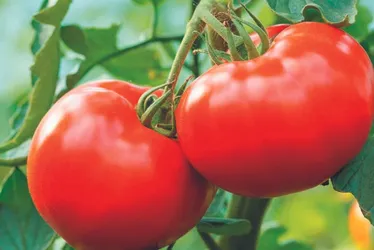 Imagem ilustrativa da imagem Película comestível para verduras durarem mais