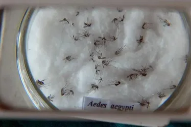 Imagem ilustrativa da imagem Pesquisa detecta transmissão vertical de zika e chikungunya