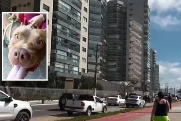 Imagem ilustrativa da imagem Pitbull foge e ataca homem e cão na orla da Praia de Itaparica