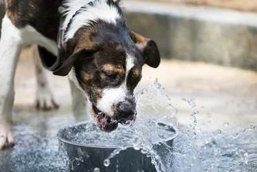 Imagem ilustrativa da imagem Potes de água dos pets precisam ser higienizados para evitar dengue