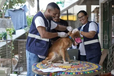 Imagem ilustrativa da imagem Prefeitura de Jaboatão dos Guararapes inicia microchipagem de cães e gatos