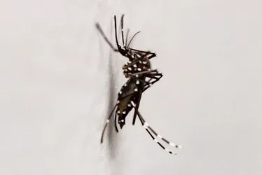 Imagem ilustrativa da imagem Risco de morte por chikungunya persiste por até 3 meses após o início da infecção